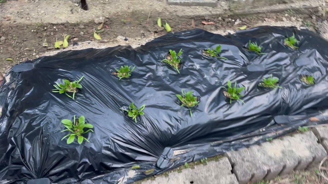 2026年2月21日 そら豆・春菊・ほうれん草