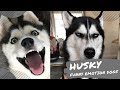 Tiktok| HUSKY  SUPER AMAZING Facial Emotions Dog Breeds Compilations