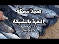 مصيد بلاية الذيبة 123 كم شمال مدينة الداخلة صيد سمكة المعزة بالشبكة