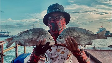 Cách ủ mồi xả câu iso cá Tráp (Hanh)