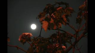 超級月亮與油桐花爭豔 2016 1114