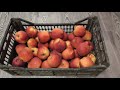 Яблоки сорта Флорина - выводы после 7 лет выращивания