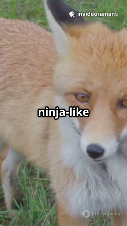 Foxes(Ethiopian red fox) Nature's  #nature #wildlife  #animals