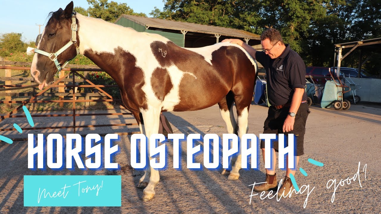 Seeing a horse Osteopath!