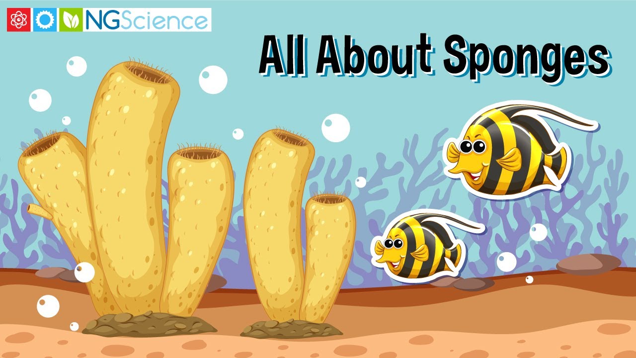 What Zones Do Sponges Inhabit?