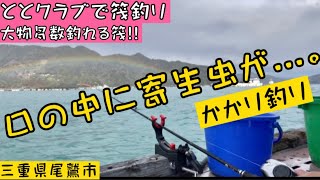【チヌかかり釣り】三重県尾鷲市尾鷲港から出ているととクラブにて、筏釣り♪海も景色も綺麗です!!