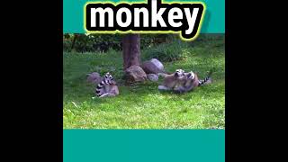 Monkey video | Cartoon animals 