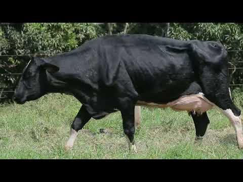 LOTE 28 COROA 041