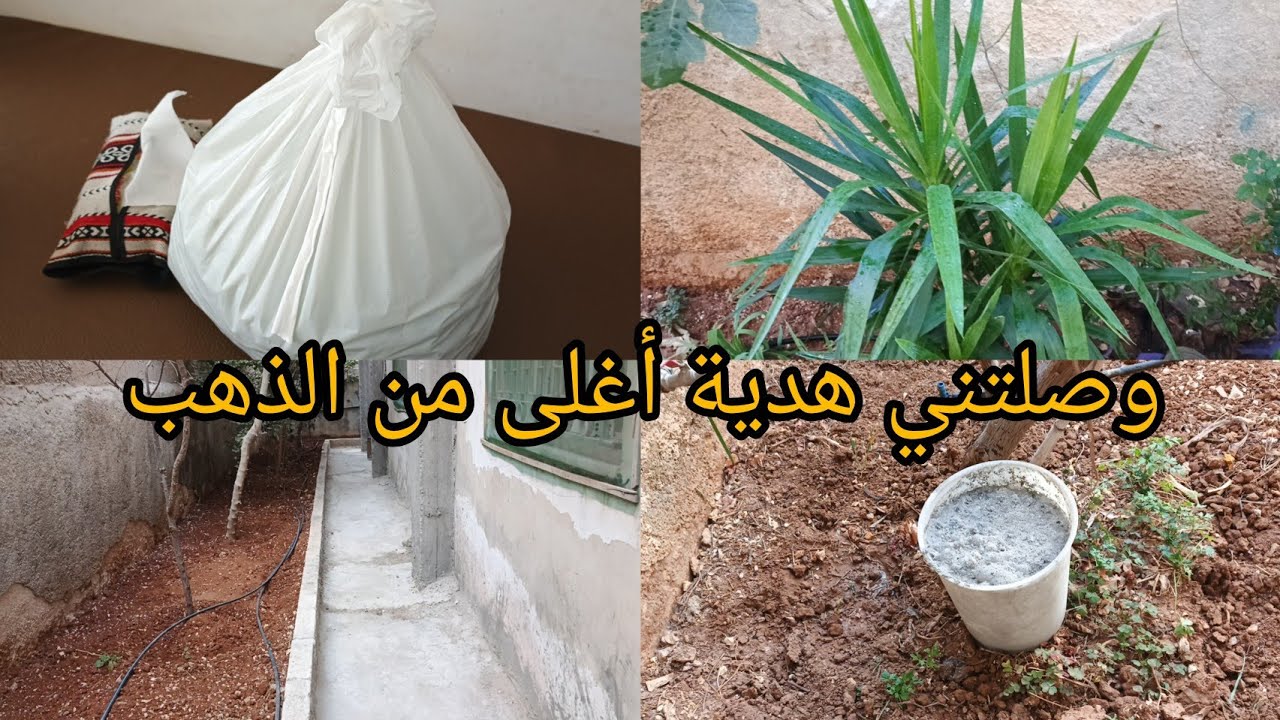 قررت احكيلكم السر 🥹 روتين يوم السبت 🌿وصلتني هدية أغلى من الذهب 💰