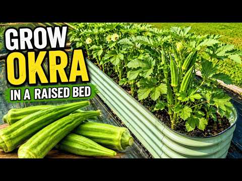 Can This Small Raised Bed Grow a TON of Okra?