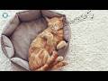 Sleep Instantly Cat Music 😴 Anti Anxiety Sounds for Cats | Gentle Lofi & Rain Ambience