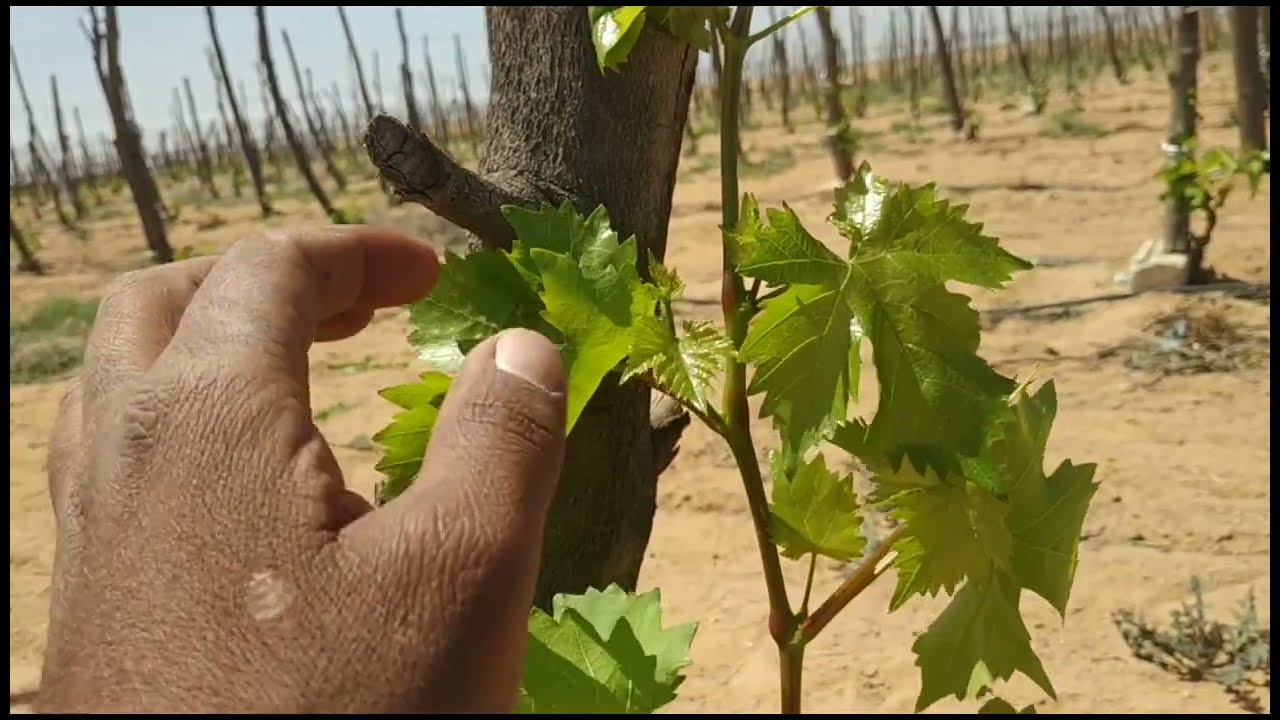 عنب بلاك ماجيك والمرحلة الأولي في الترباية فديو كلو معلومات عامه