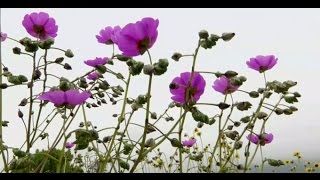 Rare flowers bloom in Chilean desert