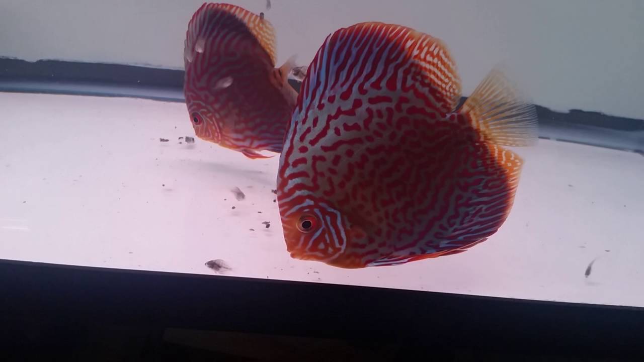 Discus fry starting to eat baby brine shrimp and beefheart leftovers