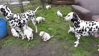Dalmatian puppies go outside for the first time