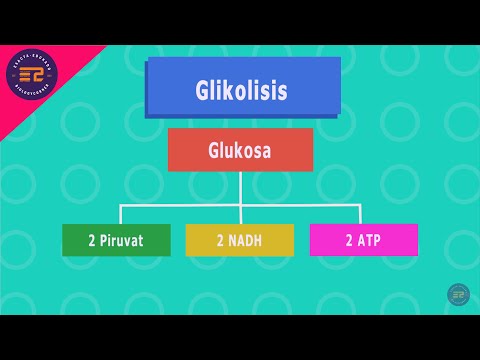 Video: Apa yang terjadi pada piruvat yang dihasilkan dalam glikolisis?