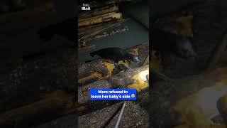 Thumbnail for Terrified seal pup rescued from logs after men and mother seal join forces