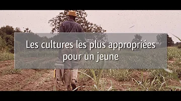 Quelle est la différence entre la culture et les cultures ?
