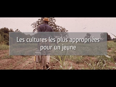 Vidéo: Combiné Et Non Combiné Dans Les Cultures En Croissance