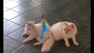 siberian flame point cat