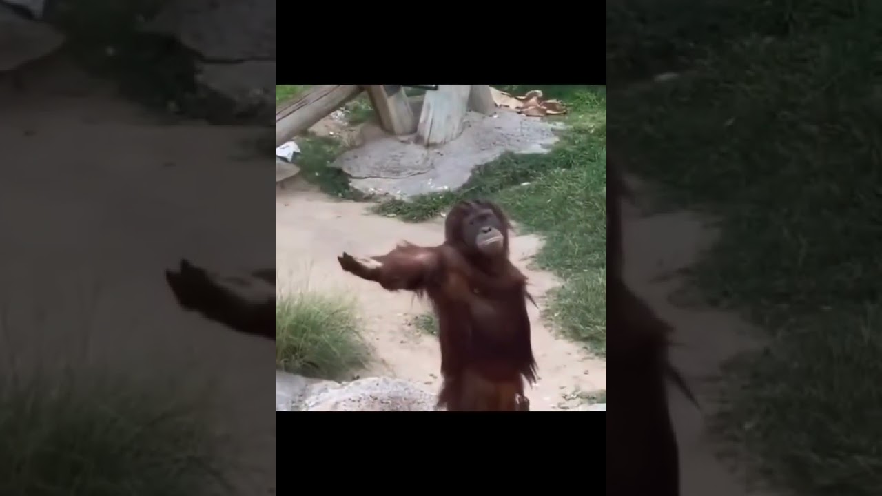 This Monkey is acting like a human 😂😂😂