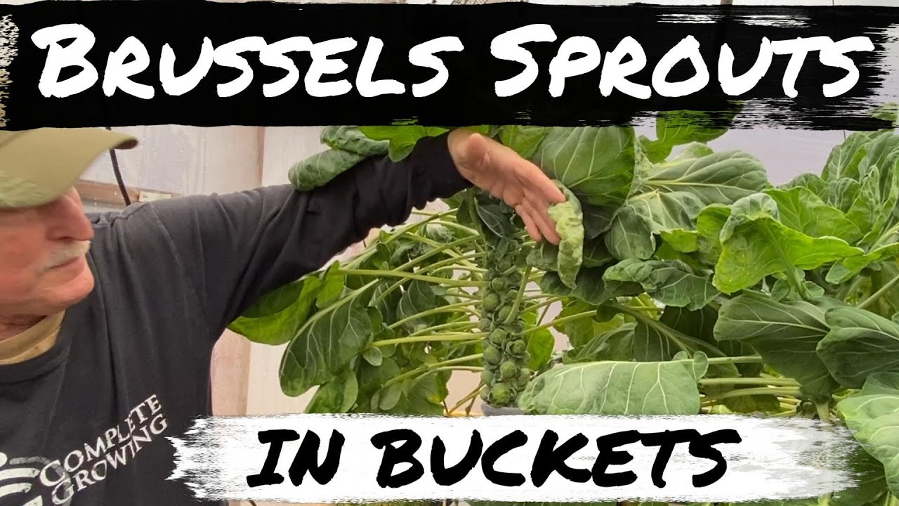 Полное руководство по гидропонному выращиванию брюссельской капусты с использованием систем Dutch...