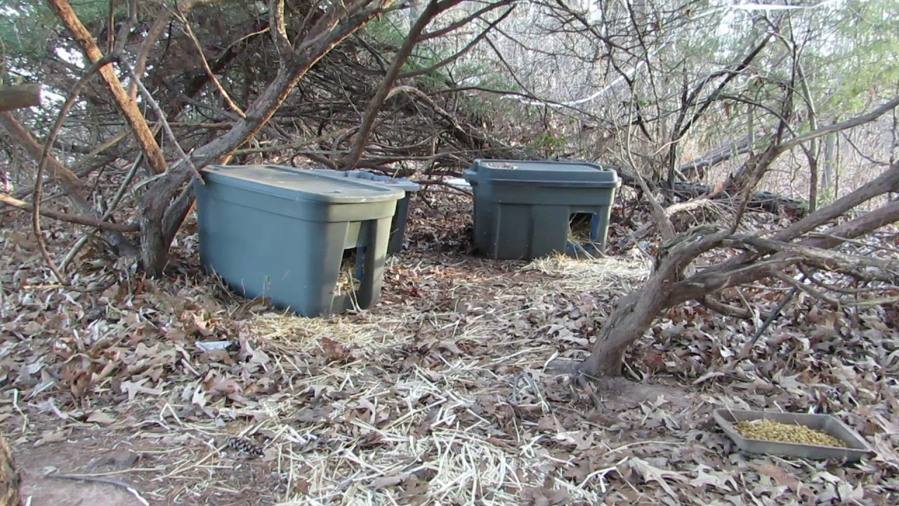 Cat Colony of 36 before demolition by construction. 