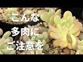 #673【季節が変わります】対処法と傷まないためのお手入れ。多肉植物
