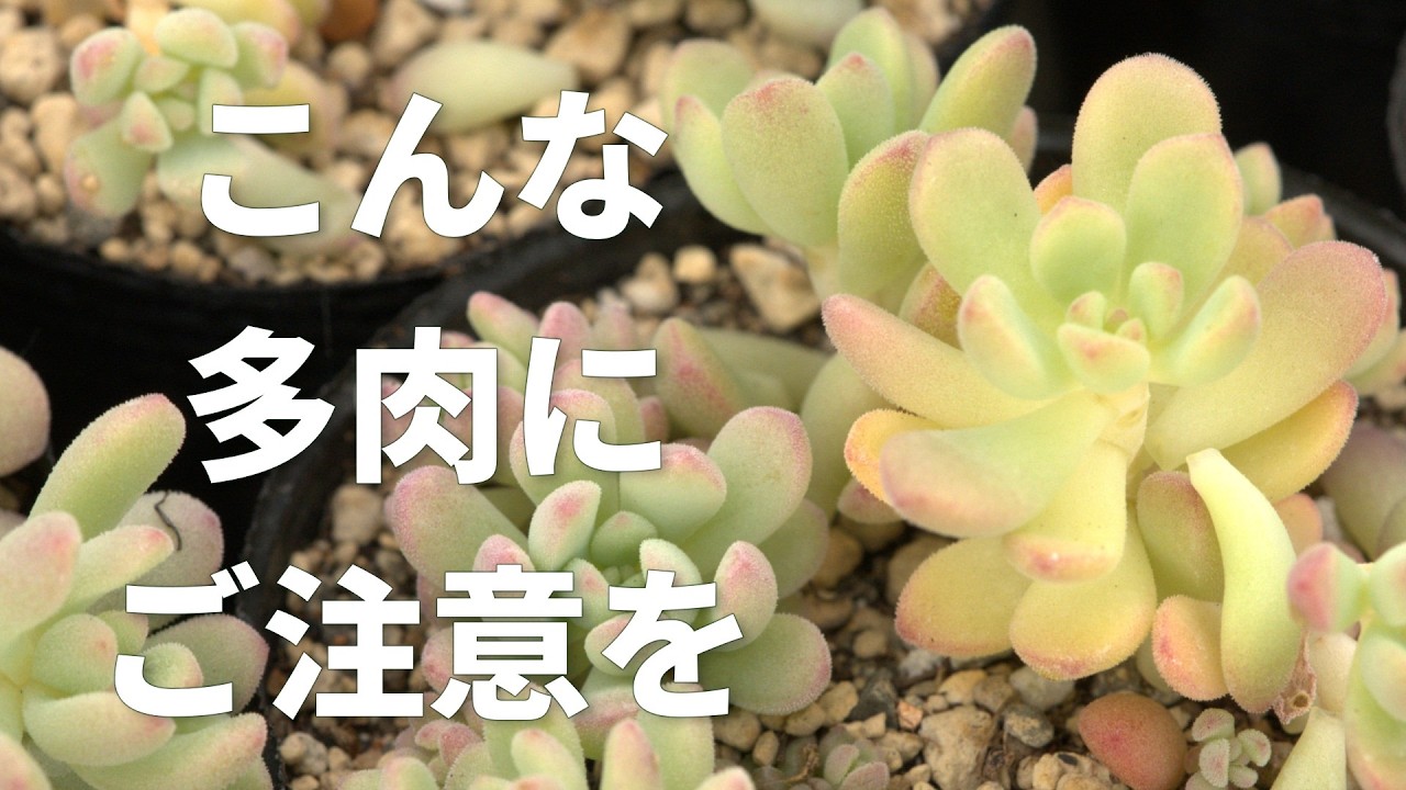 #673【季節が変わります】対処法と傷まないためのお手入れ。多肉植物