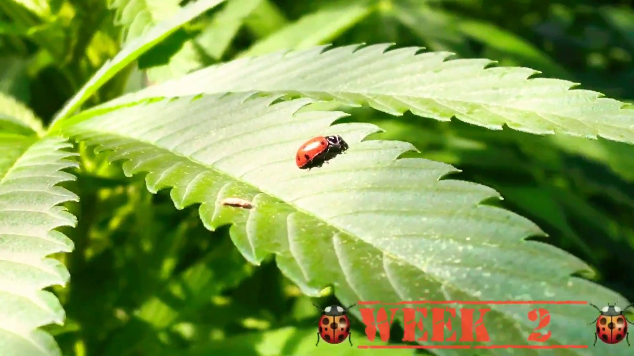 2017 AFGHANI GREENHOUSE WEEKS 1/3  F