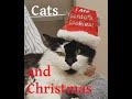 How to deal with Cat Holiday Stress