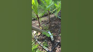 Must Have Garden Tool For Weeds.