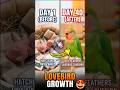 Lovebird Chick Growth From Day 1 To Day 40 | After and Before #birds #chicks  #beforeandafter #viral