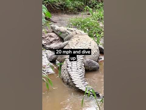 5 Interesting facts about Crocodile #shorts #facts #crocodile - YouTube