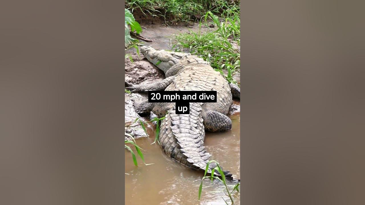5 Interesting facts about Crocodile #shorts #facts #crocodile - YouTube