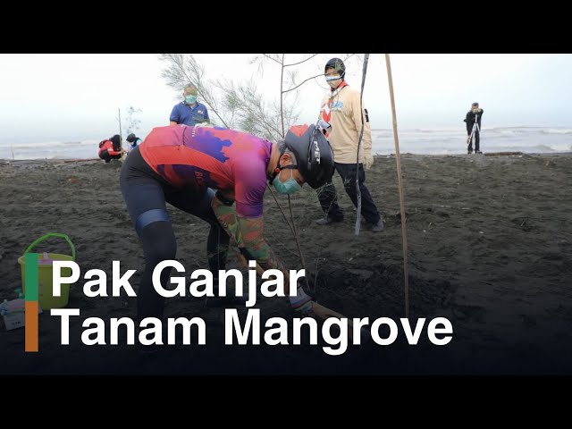 Ganjar Pranowo Tanam Mangrove