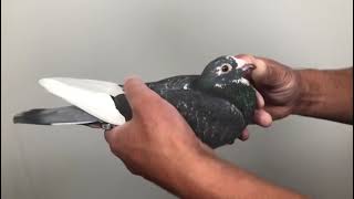 Meulemans 100