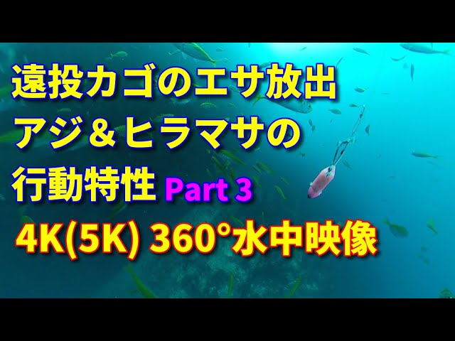 カゴ釣り ヒラマサ釣り 遠投カゴ Part3 遠投カゴのエサ放出とアジ ヒラマサの行動特性4k 5k 360 水中映像 島根県浜田市伍八波止 Youtube カゴ釣り ヒラマサ釣り 遠投カゴ Part3 遠投カゴのエサ放出とアジ ヒラマサの行動特性4k 5k 360 水中映像 島根県浜田市伍八波止 Youtube