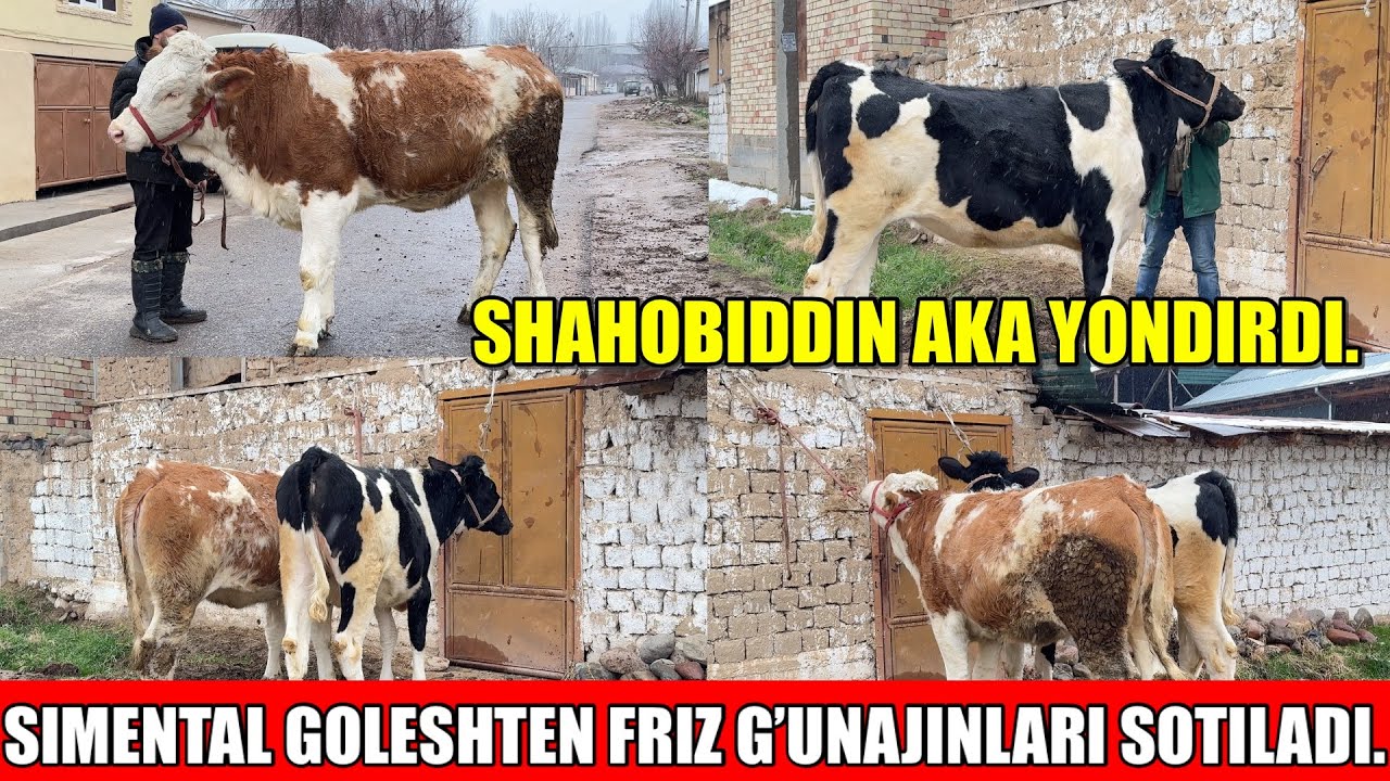 SIMENTAL GOLESHTEN FRIZ,G’UNAJINLARI SOTILADI.