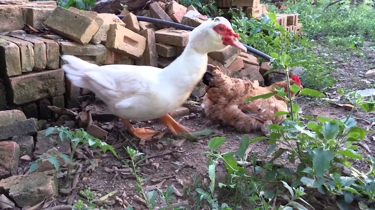 Gallina O Pato By Roemi77