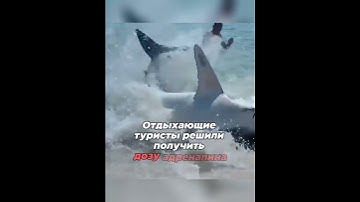 🦈 Отчаянные туристы спасли акулу 🌍 #shorts