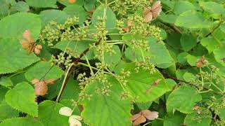 Hydrangea petiolaris hortenzie řapíkatá