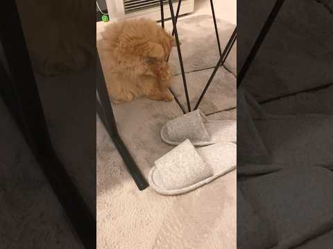 にゃんこボクサー