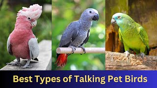 8 Best Types of Talking Pet Birds || #pets #talkingparrot by nsfarmhouse 64 views 6 months ago 2 minutes, 7 seconds