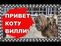 Мейн-кун кот Вилли играет, пока мы в Швейцарии