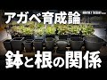 【アガベ】根と鉢の関係。プラ鉢で育成はどう変わる?