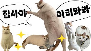 VLOG 고양이 집사가 재택근무하면 좋은 점