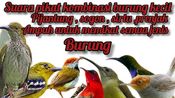 kombinasi mantap suara pikat pijantung,sirtu,prenjak,dn sogon ampuh untuk memikat semua jenis burung