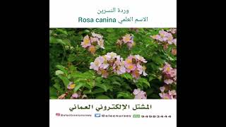 وردة النسرين    الاسم العلمي Rosa canina