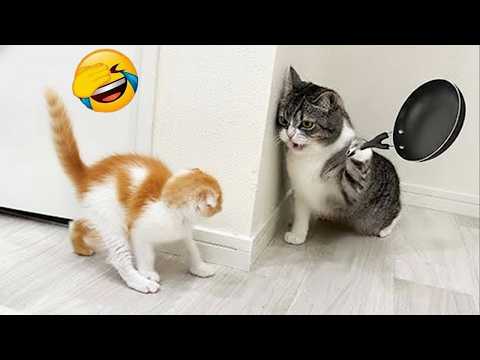 Try Not To Laugh 😂 Very Funny Cats and Dogs 2026 😅 Part 1